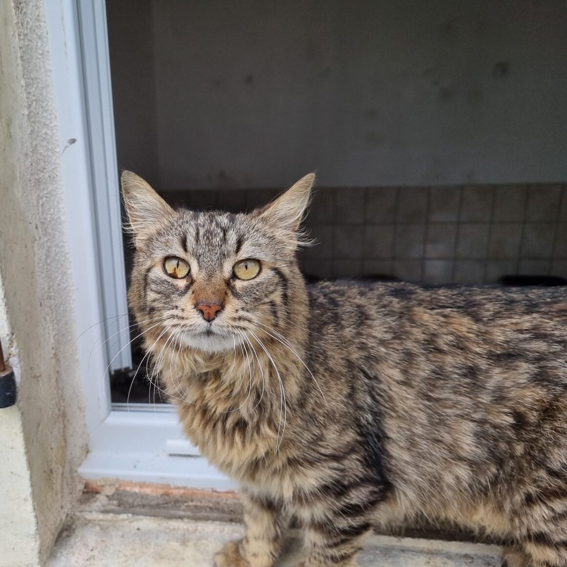 BIMBO – 7 ans