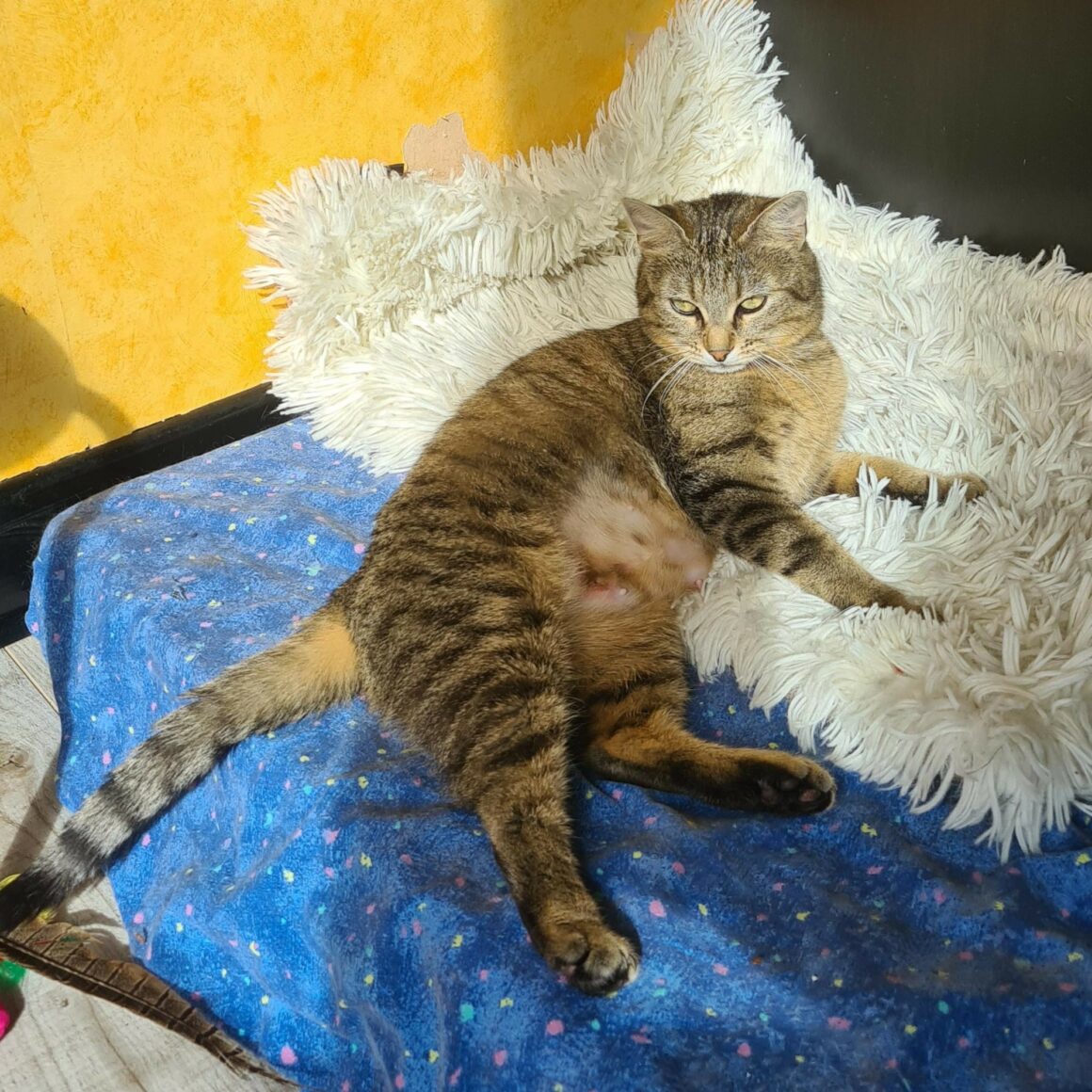 BISCOTTE – 1 an Adoptée