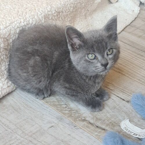 BAUBILLIOUS – chaton