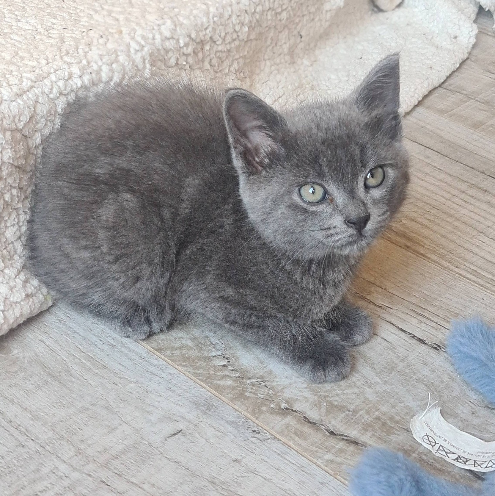 BAUBILLIOUS – chaton réservé