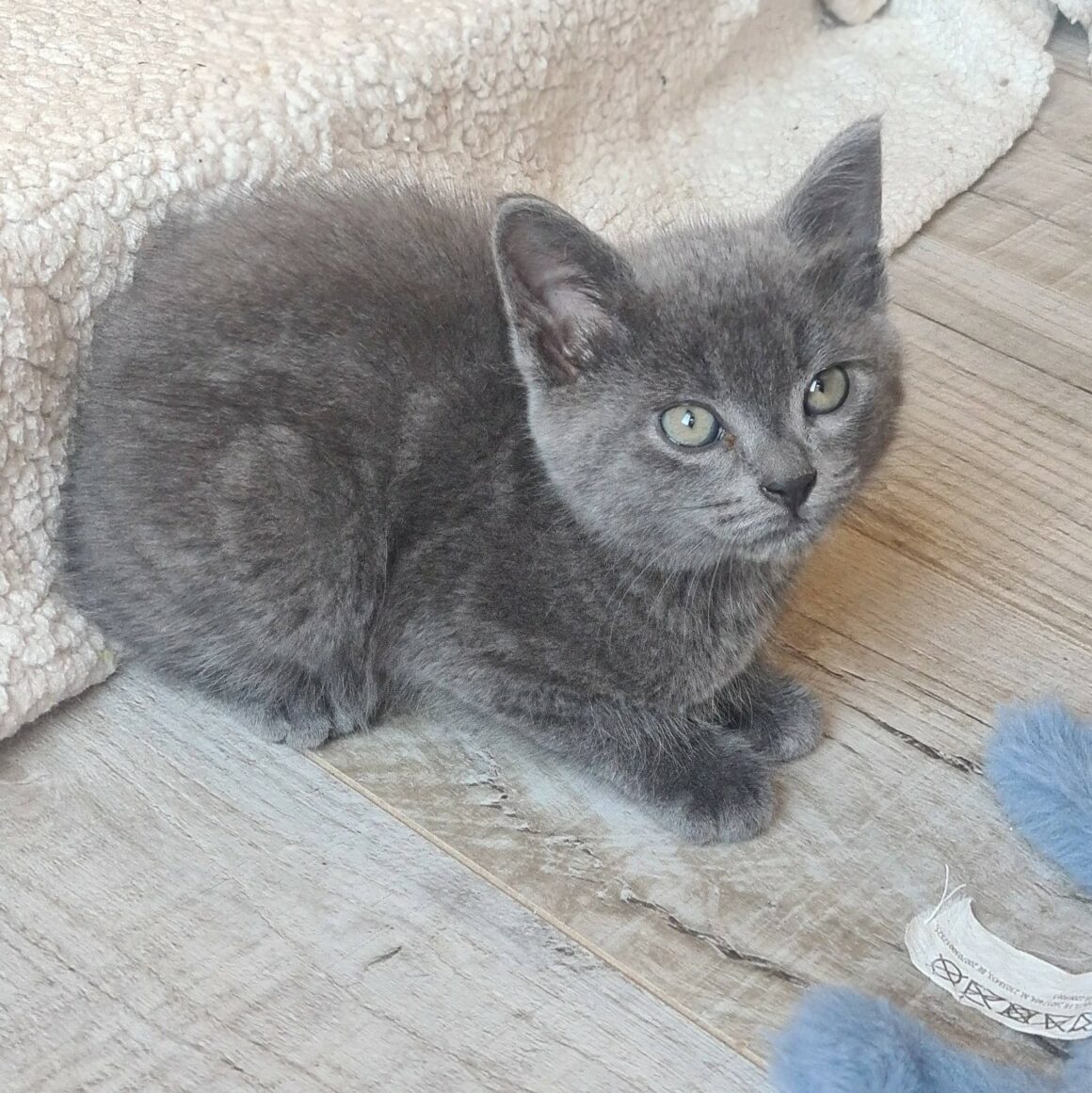 BAUBILLIOUS – chaton