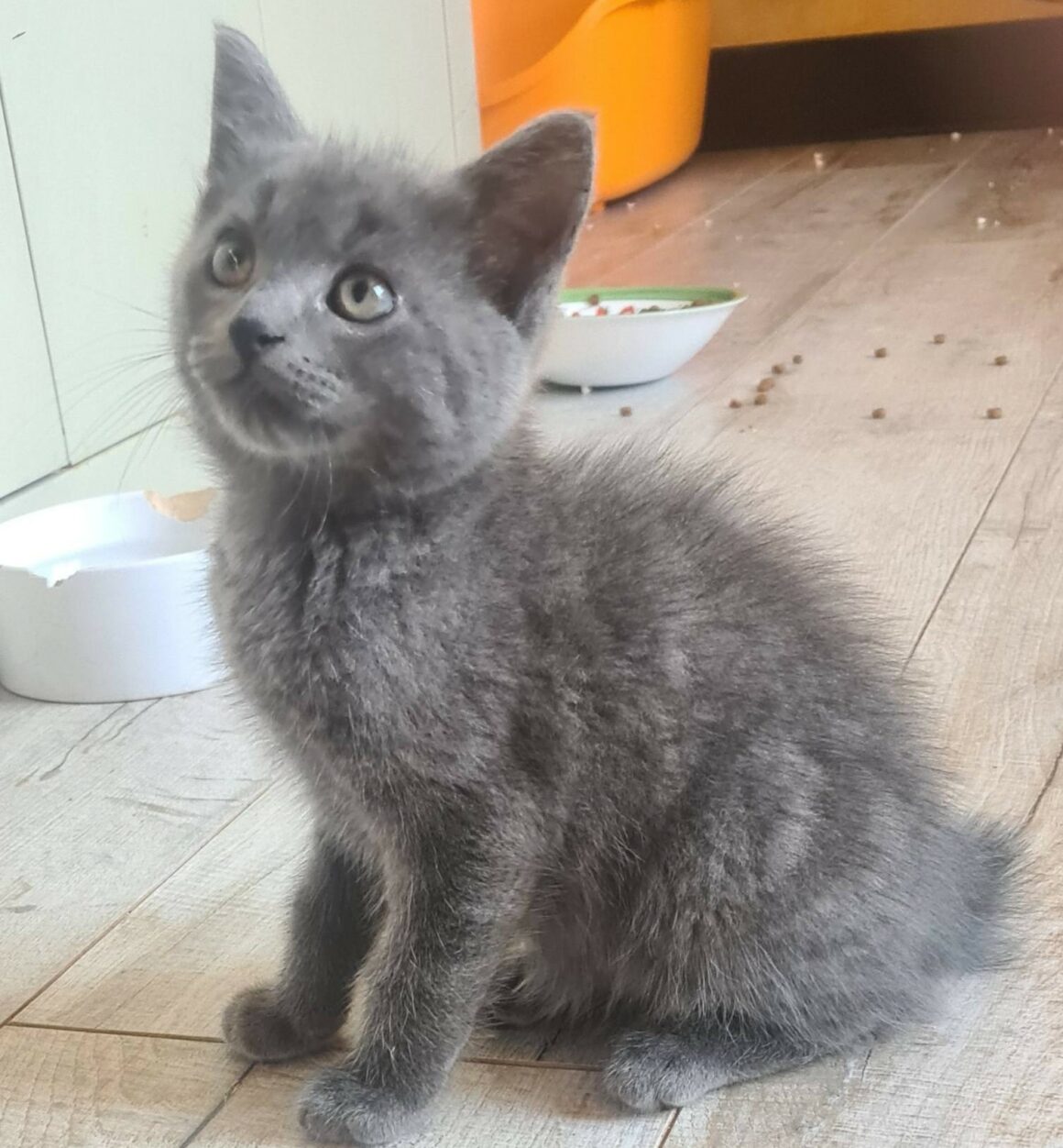 BAUBILLIOUS – chaton