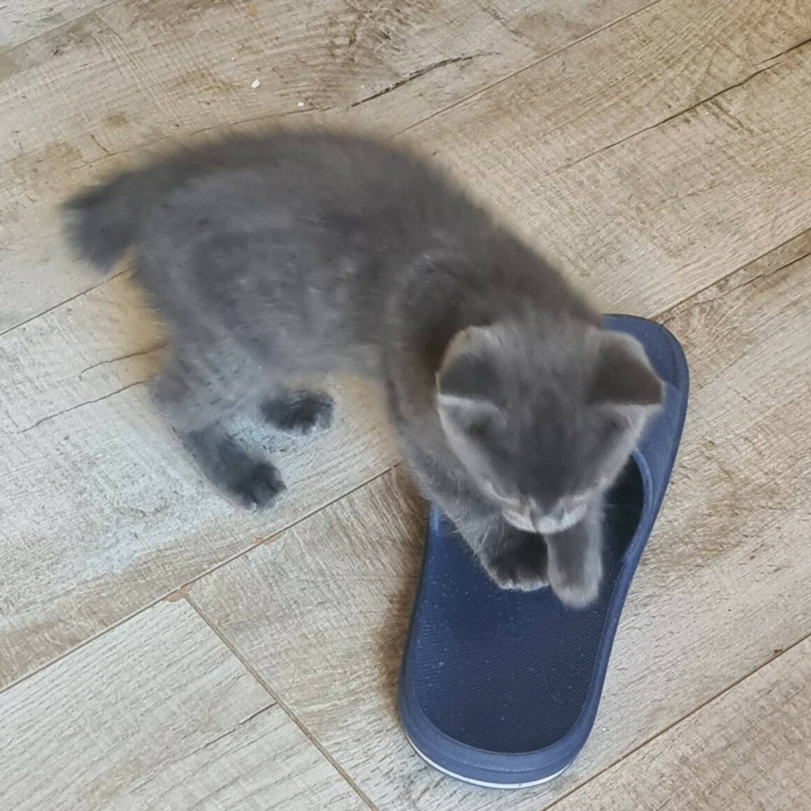 BAUBILLIOUS – chaton
