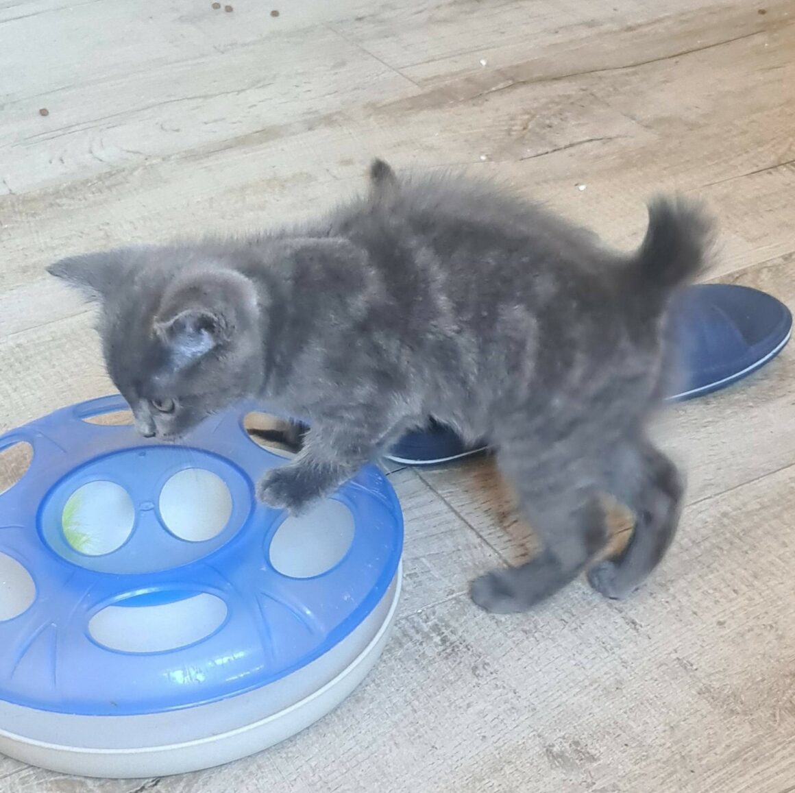 BAUBILLIOUS – chaton