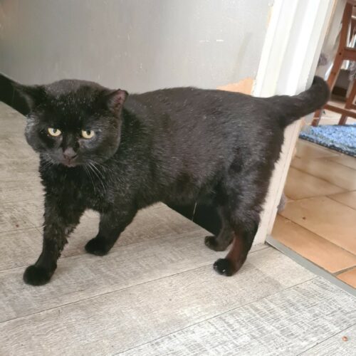 BRAHAM – 9 ans adopté