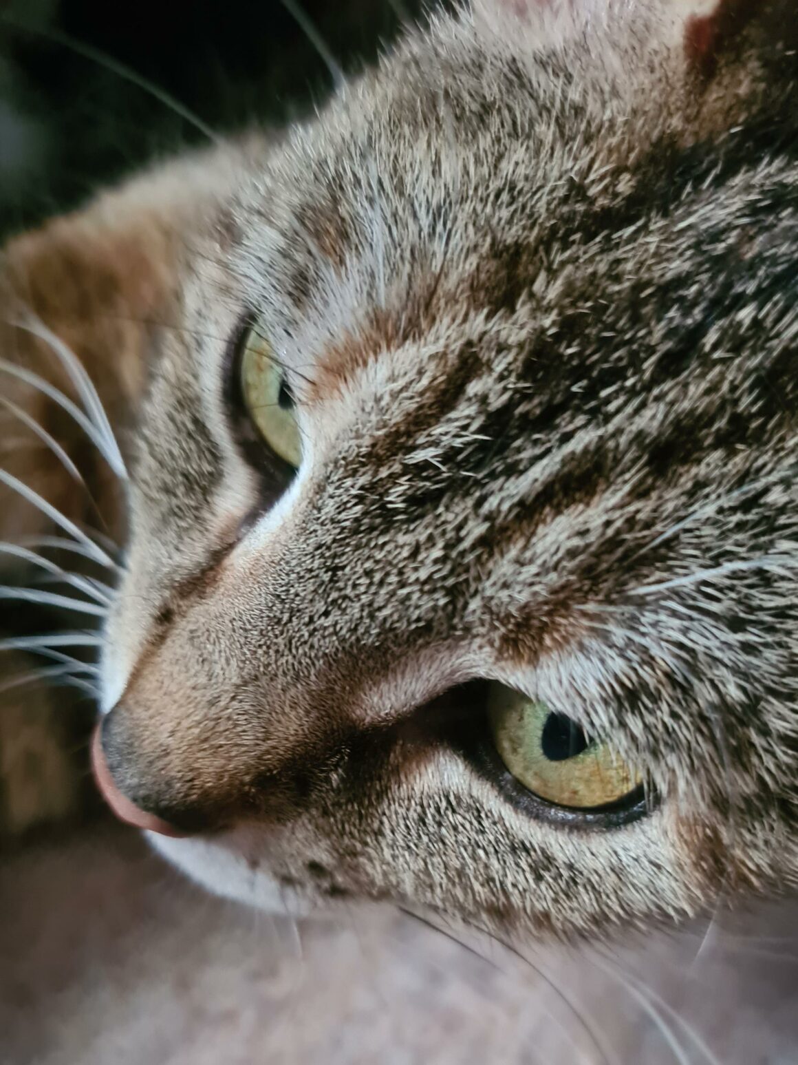 BRAISE – 2 ans réservée