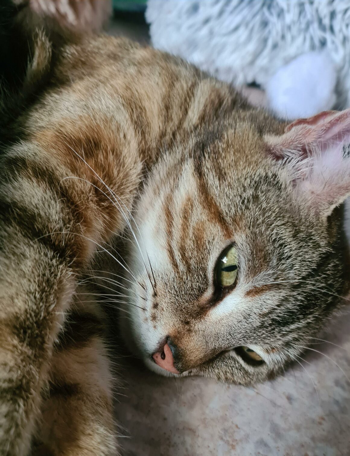 BRAISE – 2 ans réservée