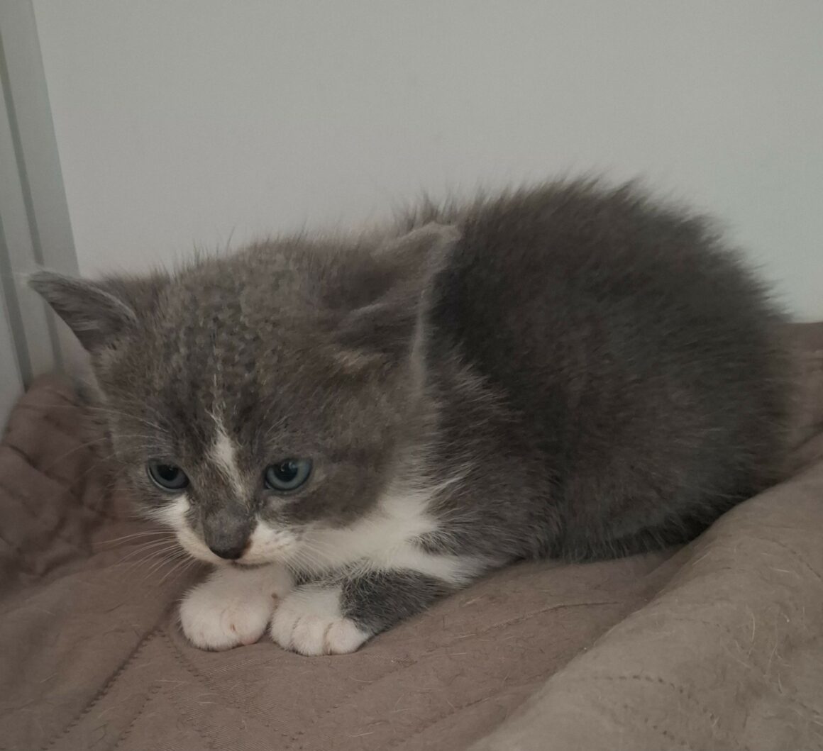 BRYN (1) BRYN – Chaton