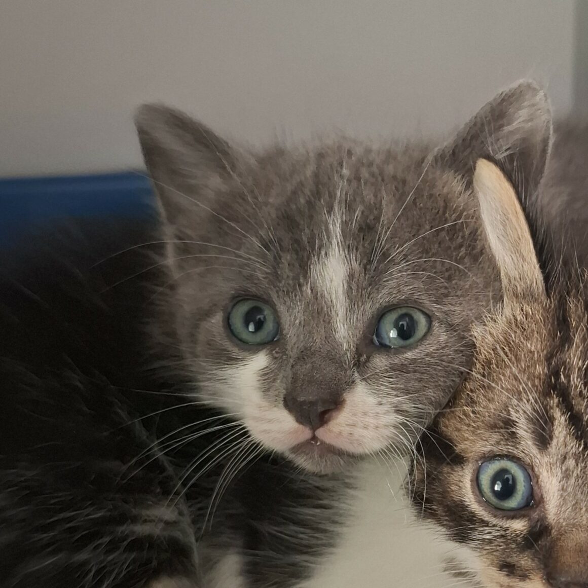 BRYN (2) BRYN – Chaton