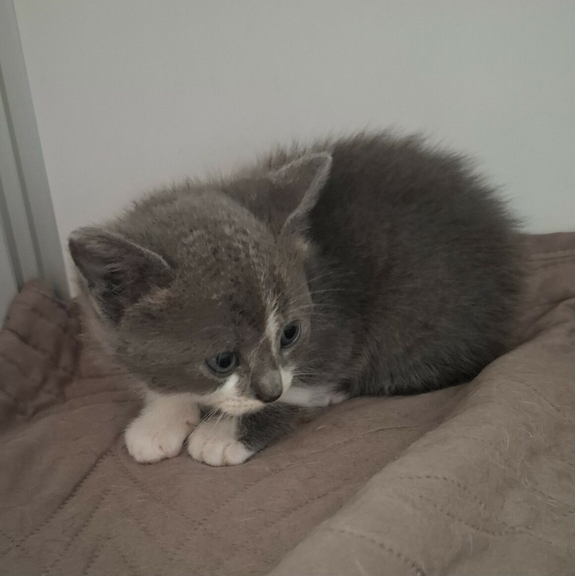 BRYN (3) BRYN – Chaton