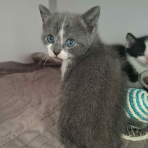 BRYN – Chaton