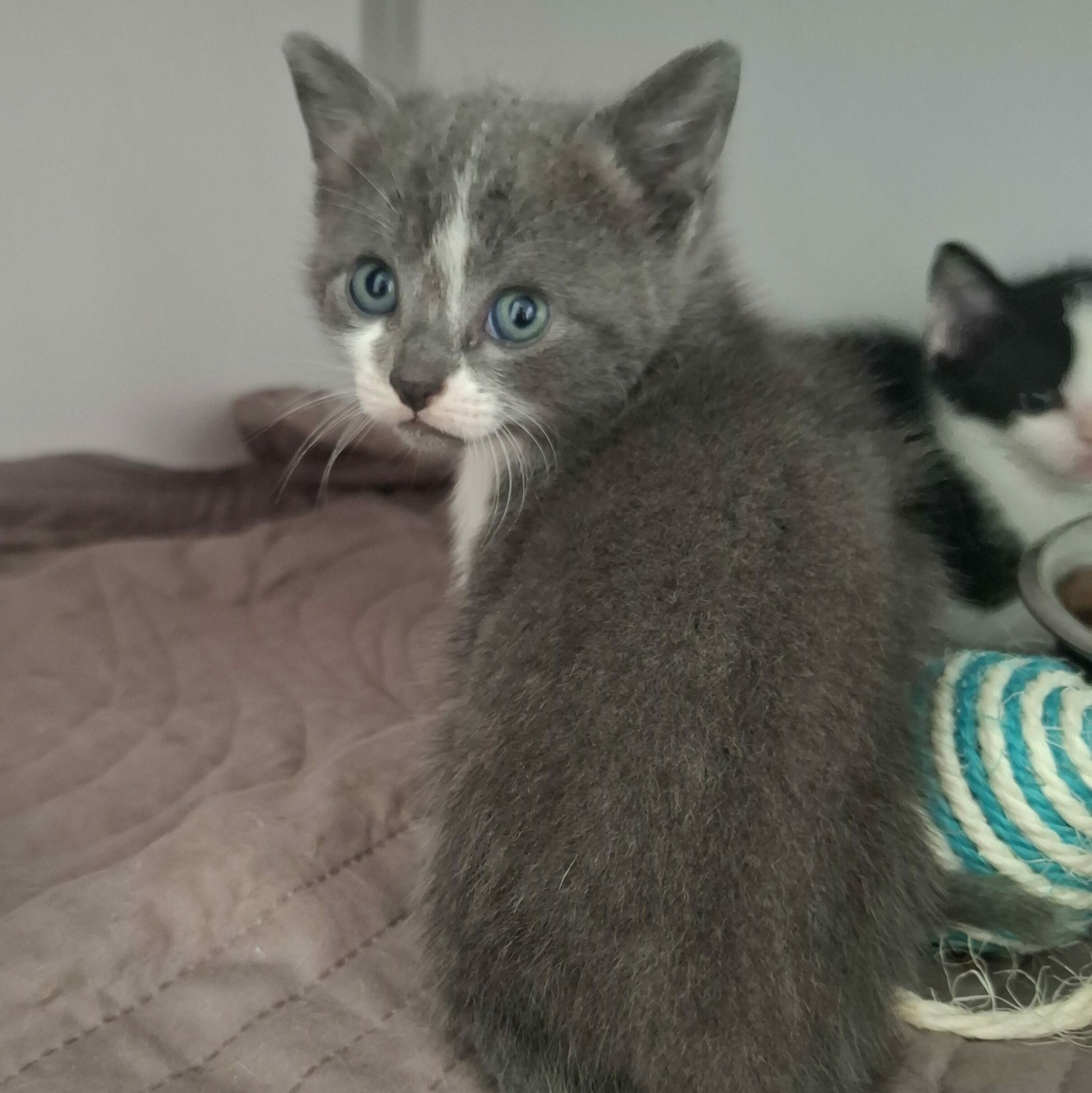 BRYN – Chaton adopté