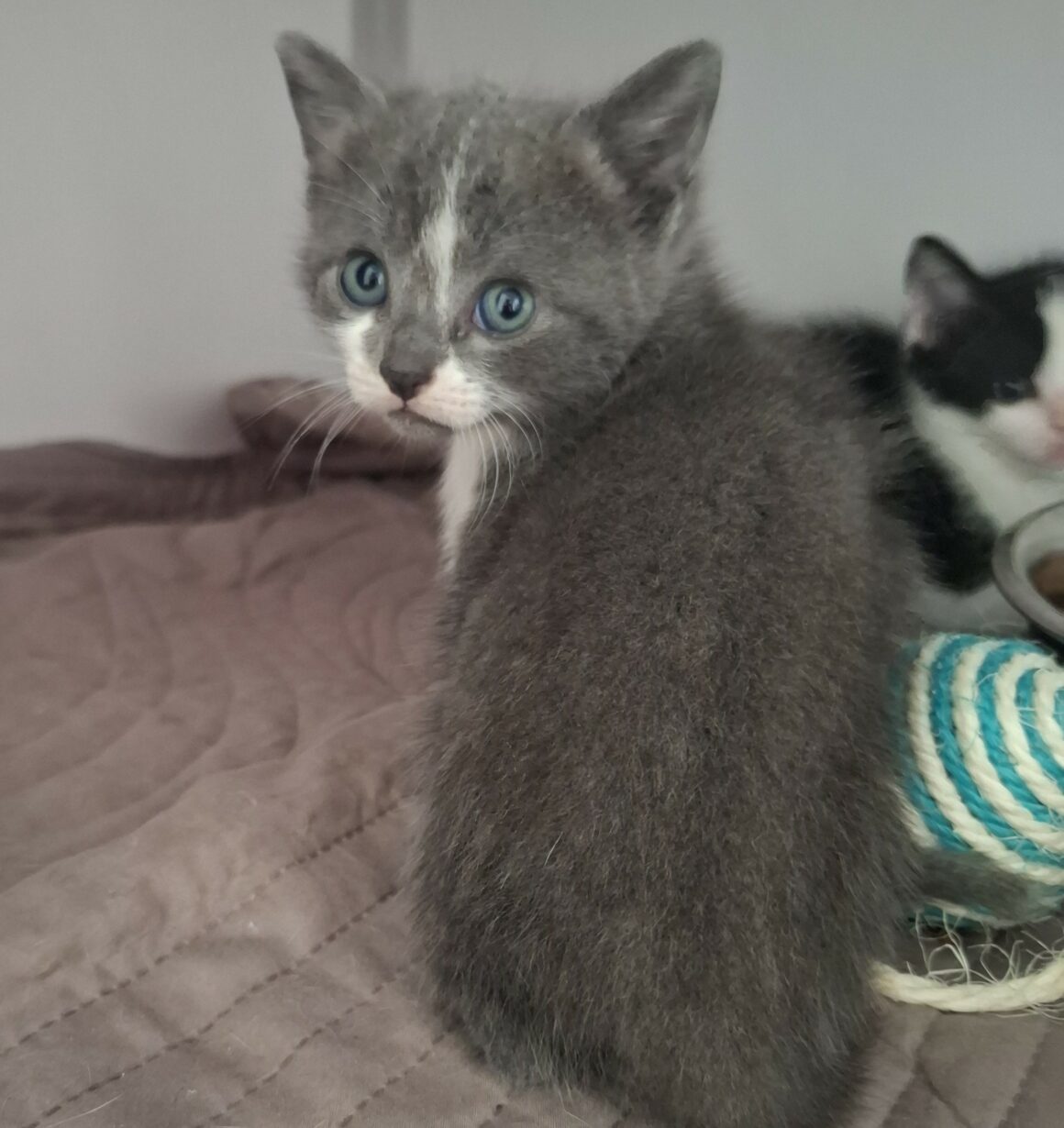 BRYN (4) BRYN – Chaton