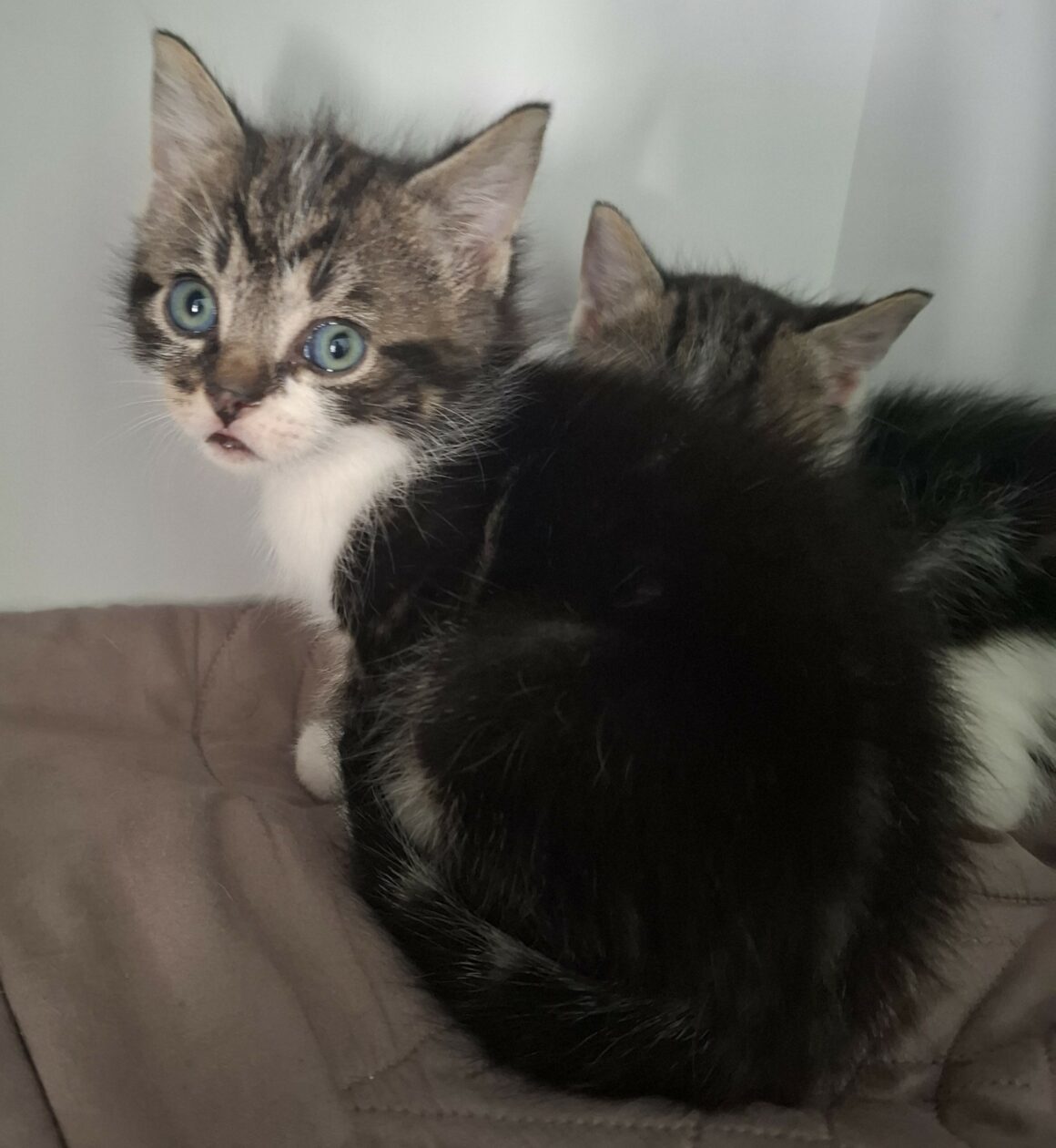 BUGG – chaton