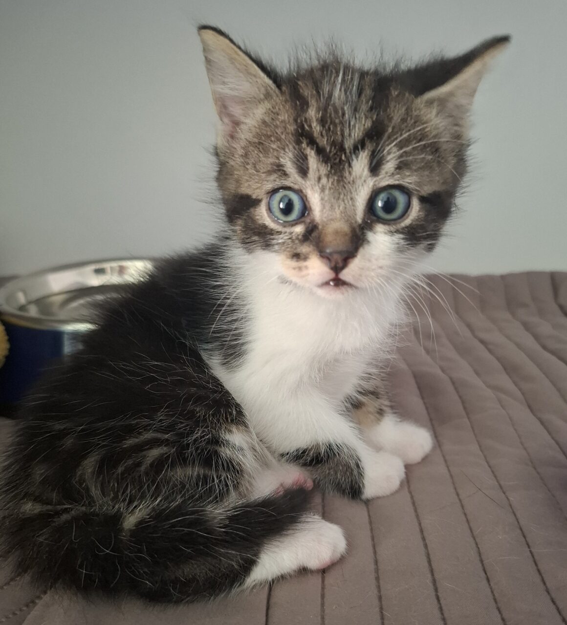 BUGG – chaton