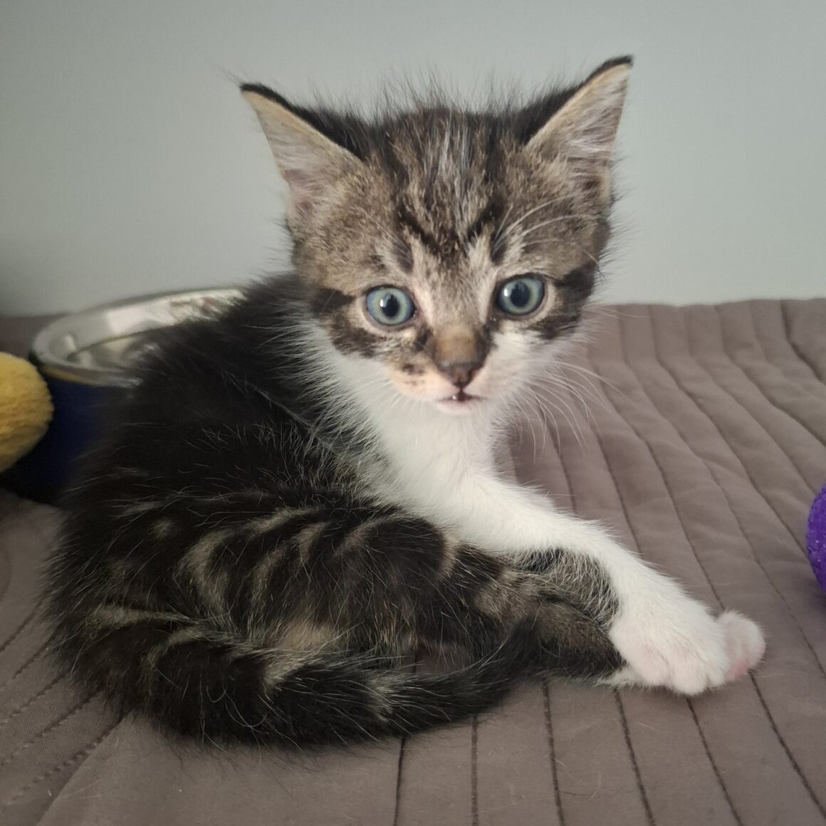BUGG – chaton