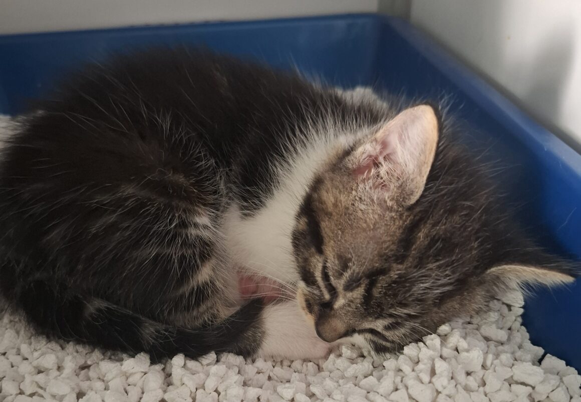 BUGG – chaton