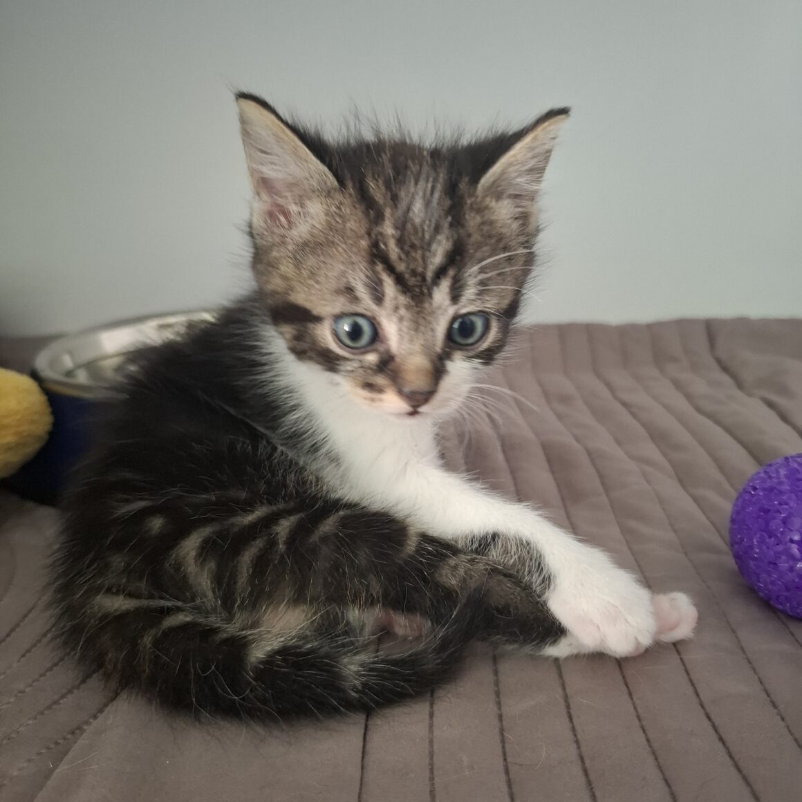 BUGG – chaton