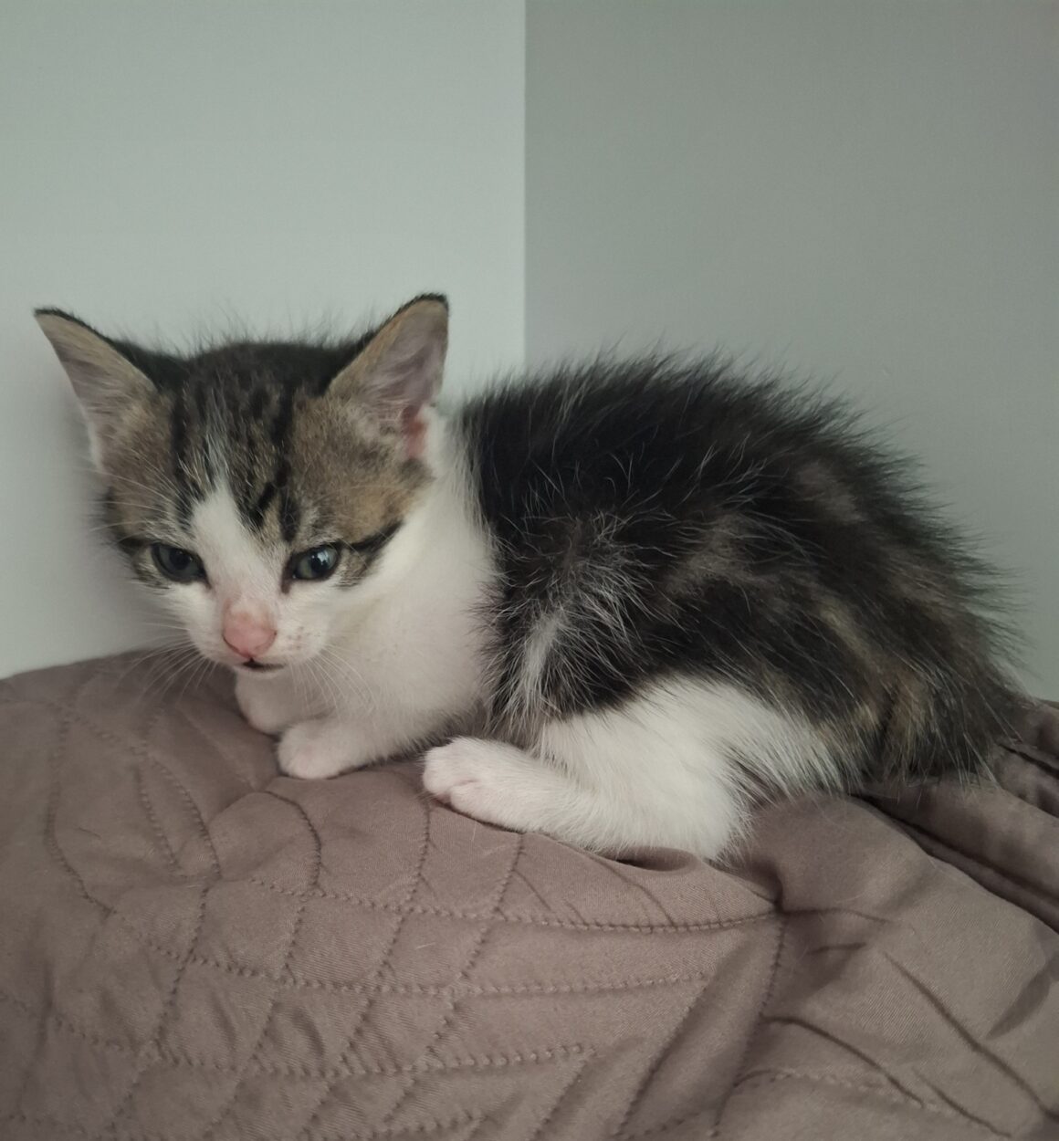 BUZZ – chaton
