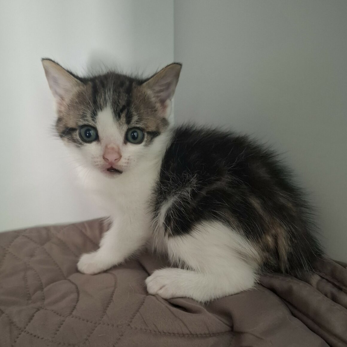 BUZZ – chaton