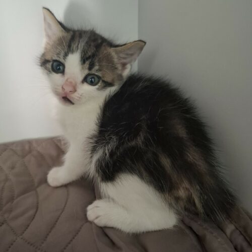 BUZZ – chaton