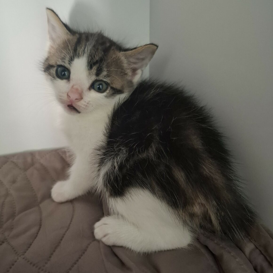 BUZZ – chaton