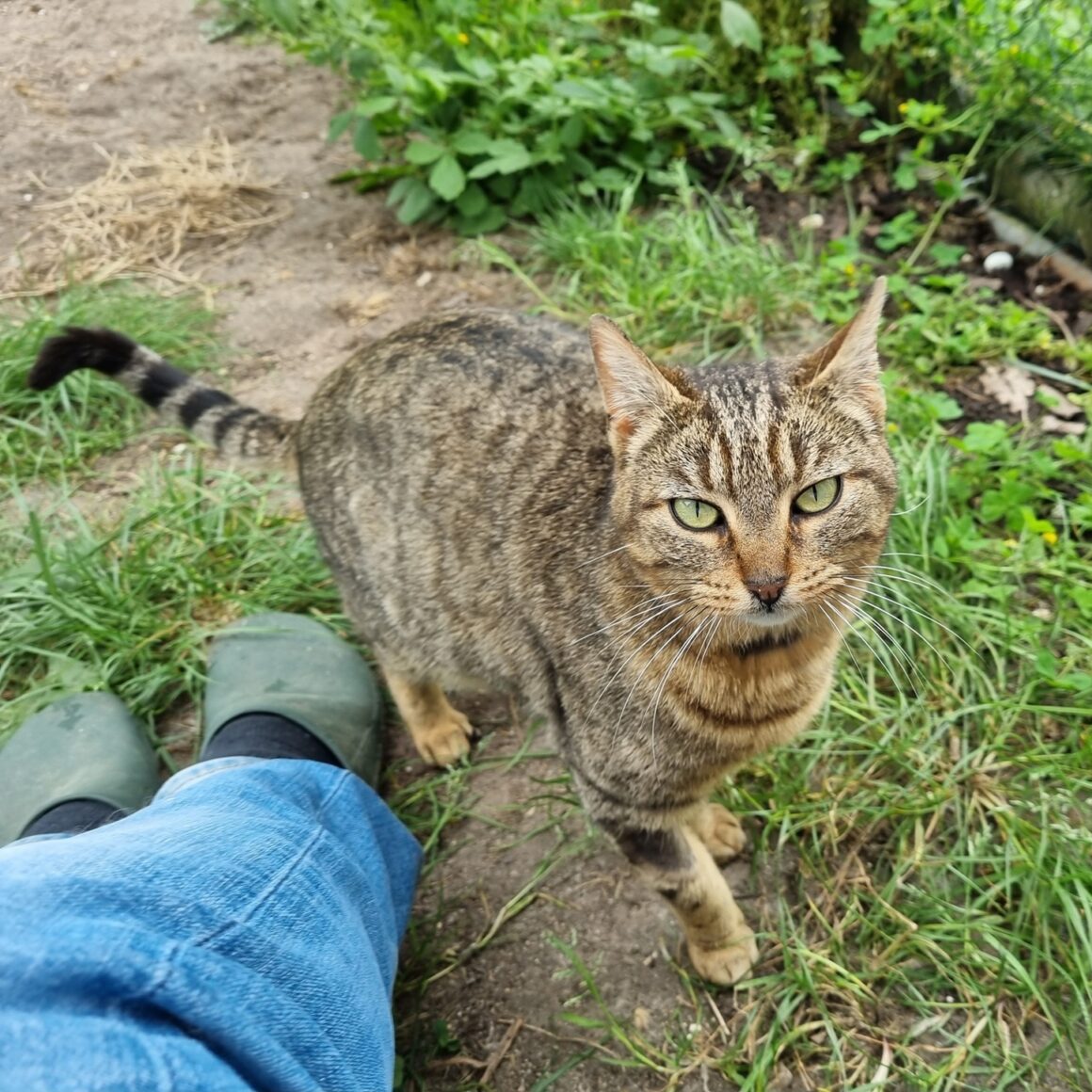 BIRDY – 4 ans adoptée