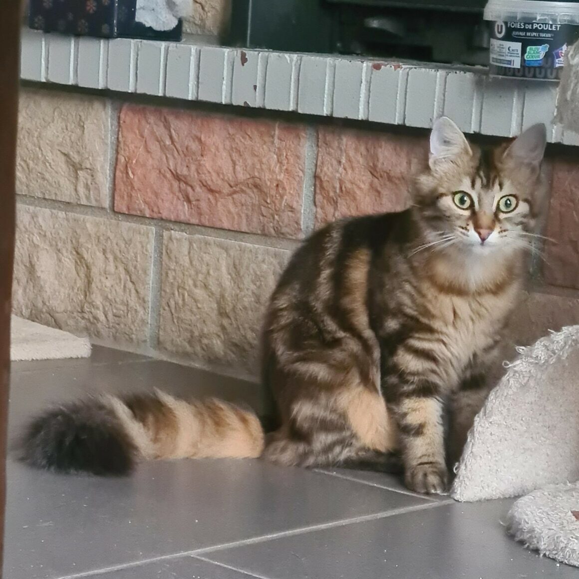 LOUPA – JUNIOR