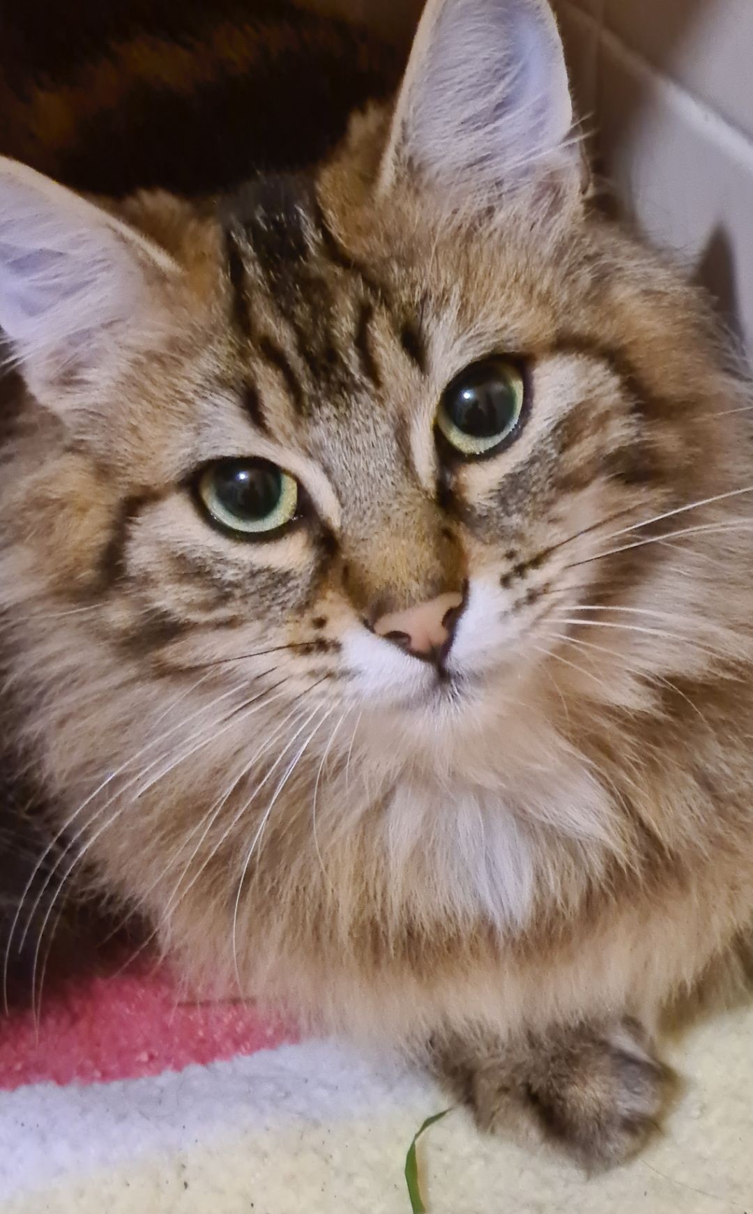 LOUPA – JUNIOR