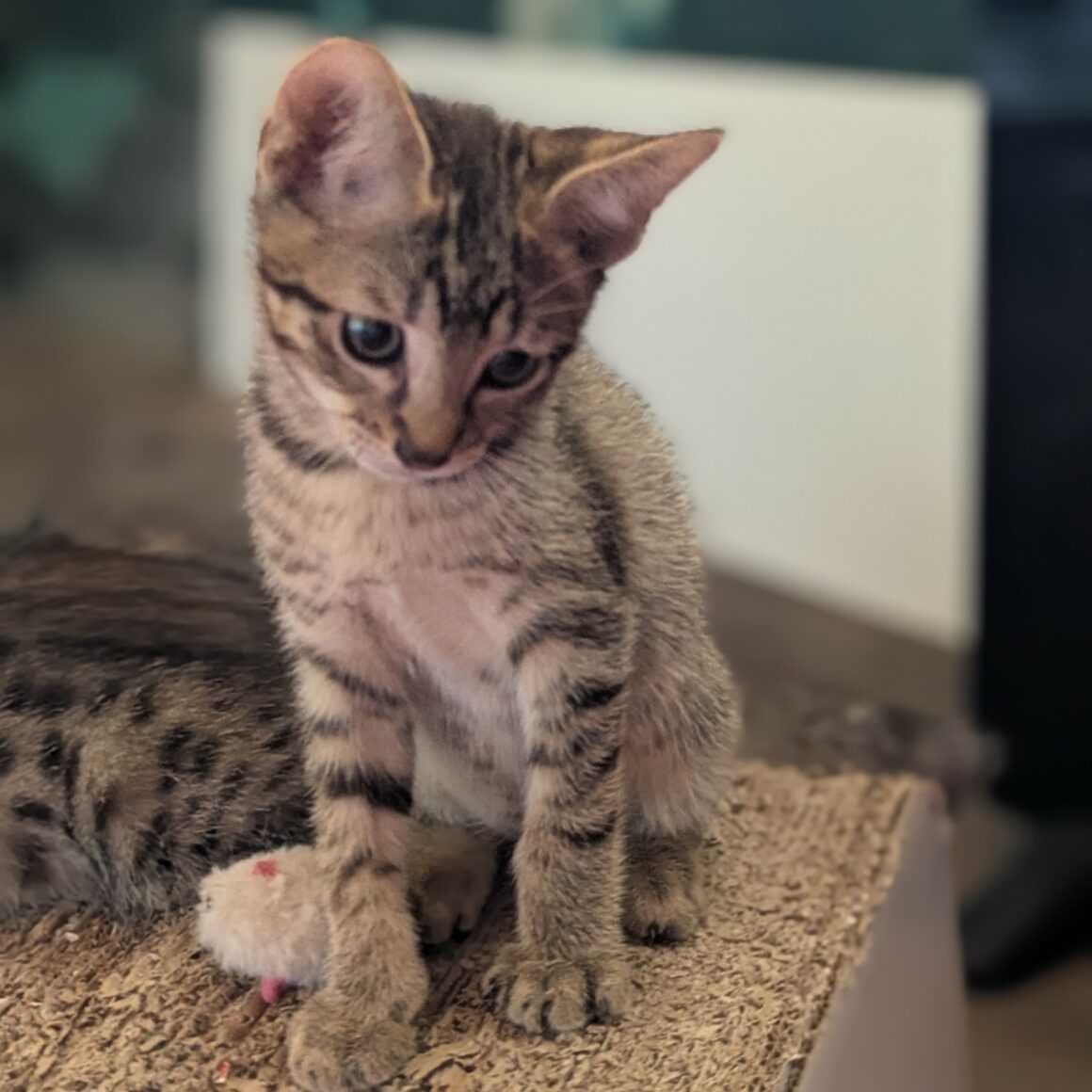 BALIGNON – chaton