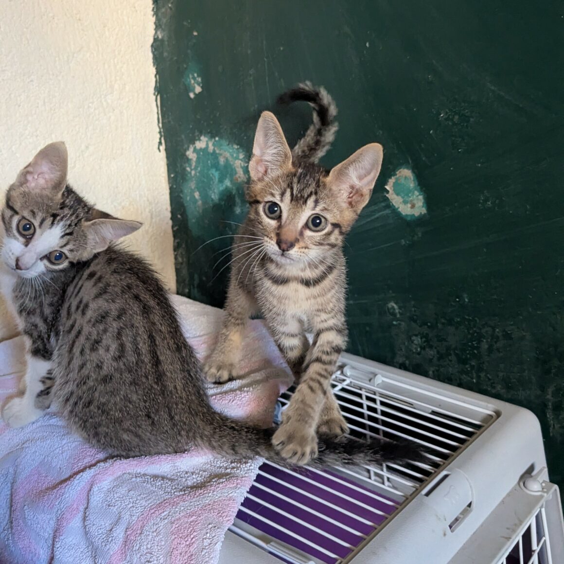 BALIGNON – chaton