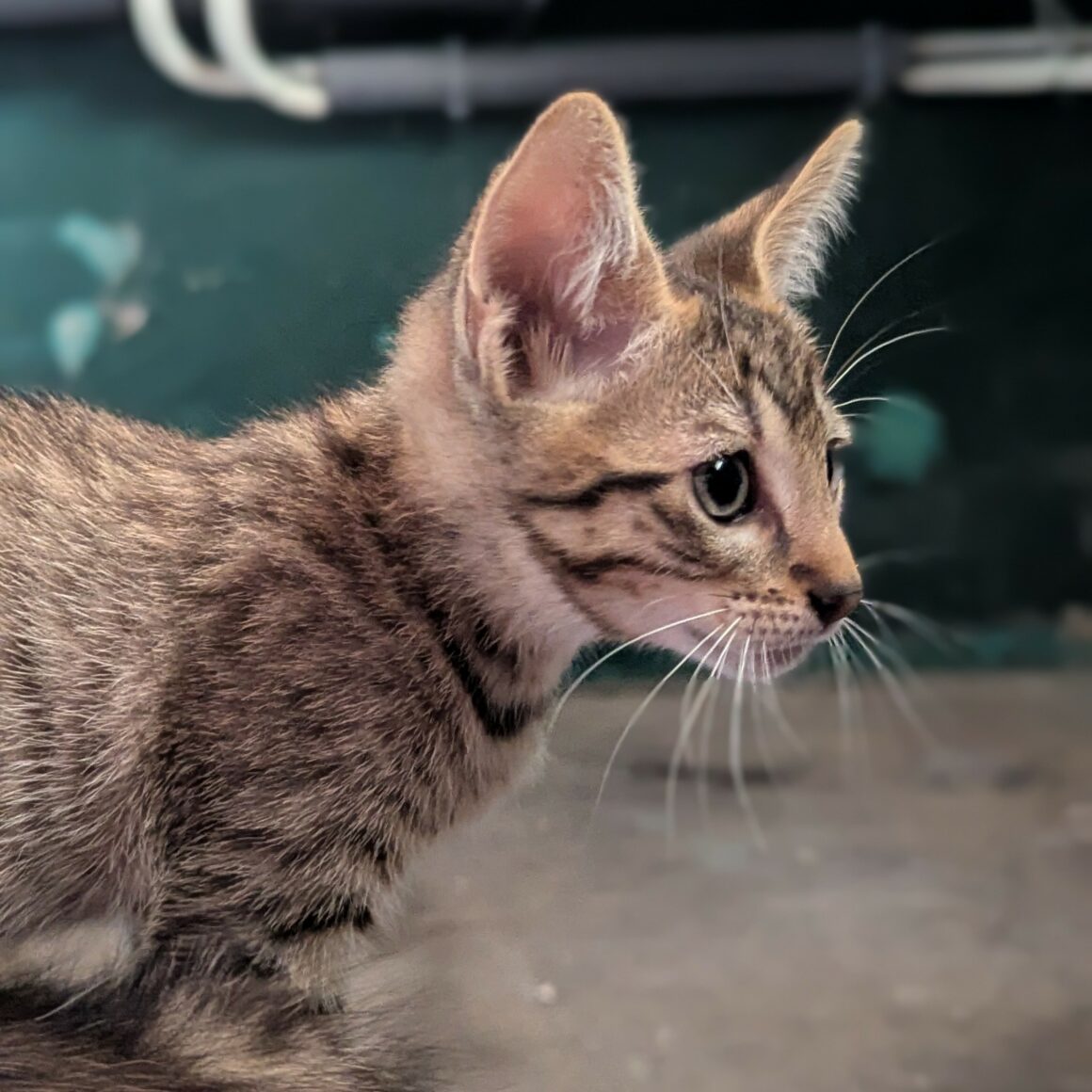 BALIGNON – chaton