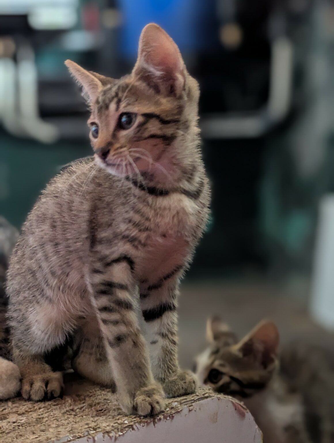 BALIGNON – chaton