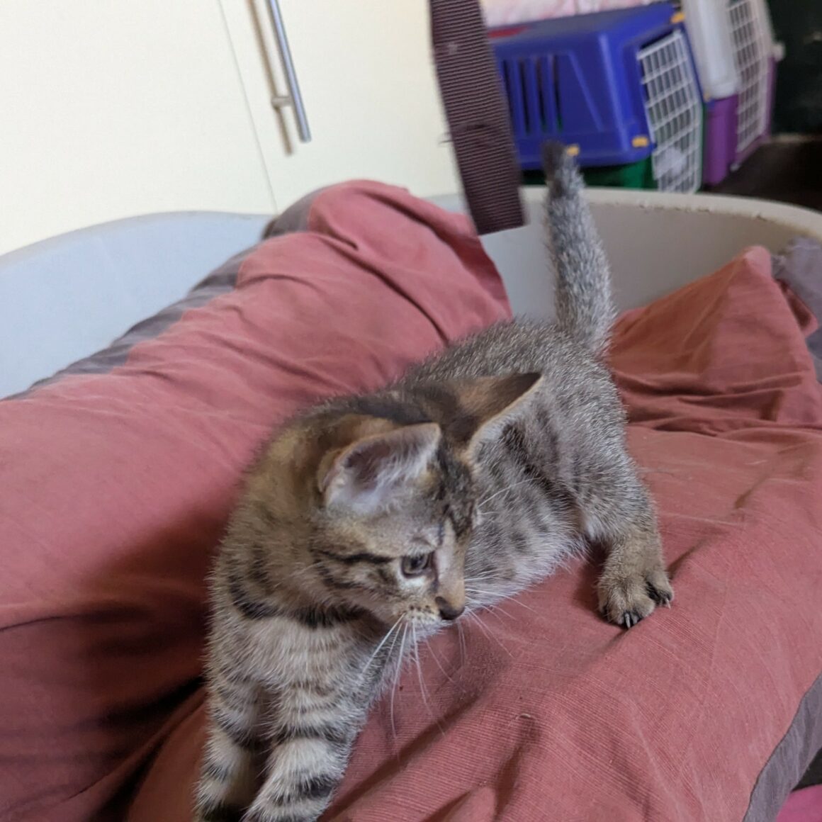 BALIGNON – chaton