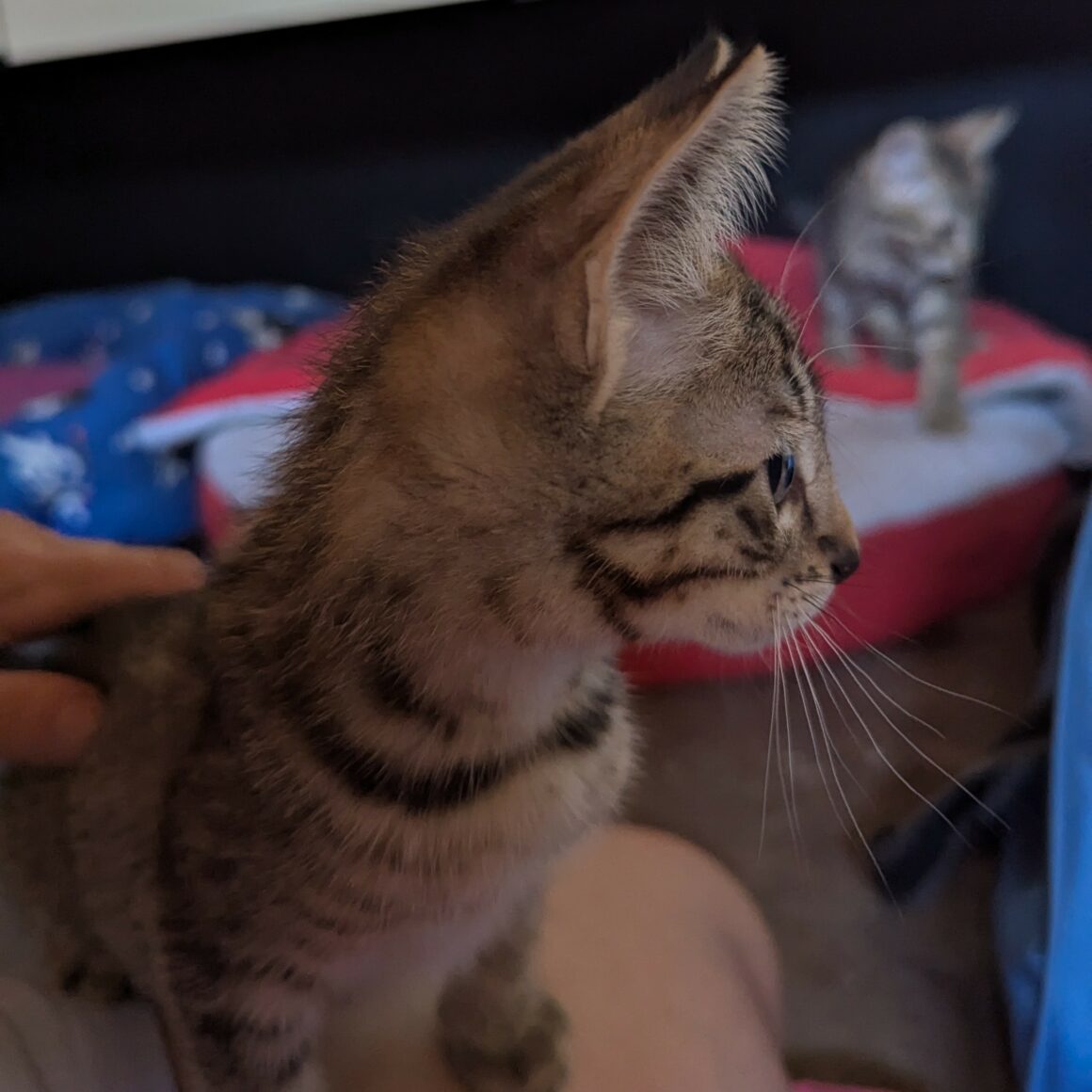 BALIGNON – chaton