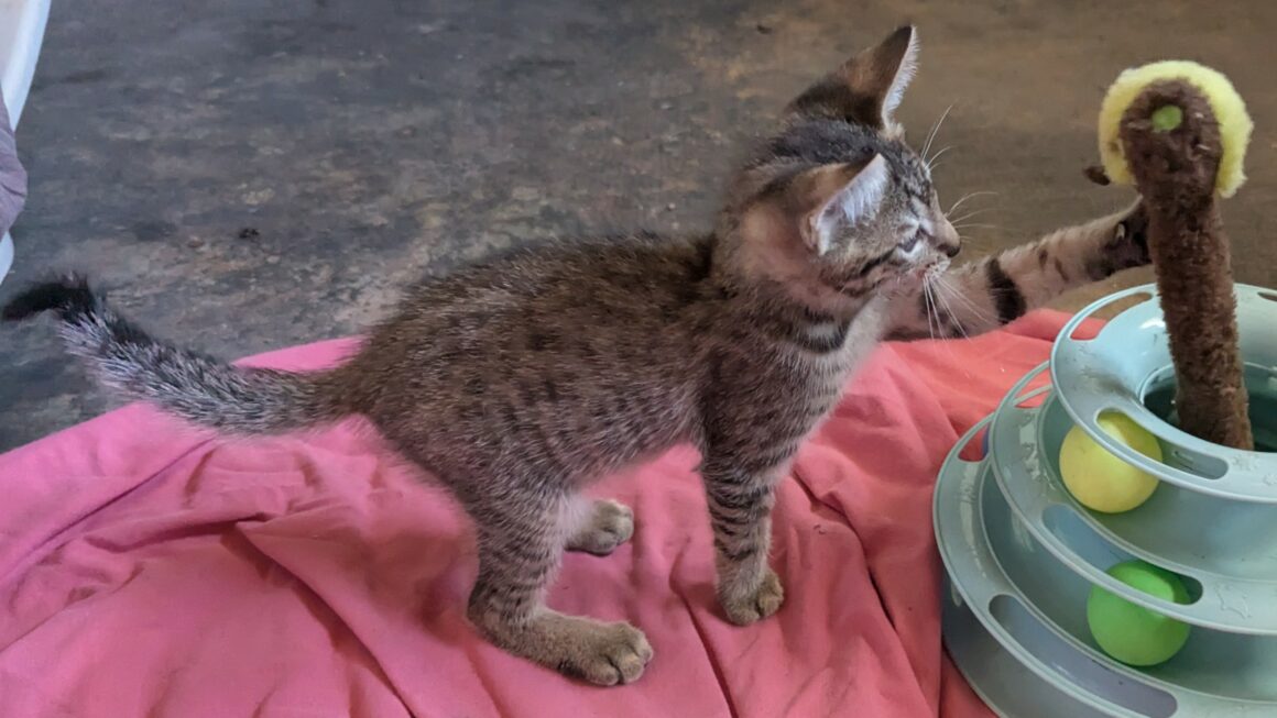 BALIGNON – chaton