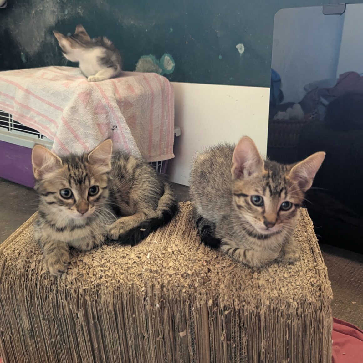 BALIGNON – chaton