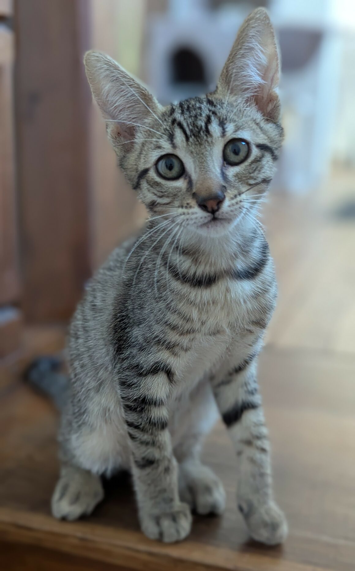 BALIGNON – chaton