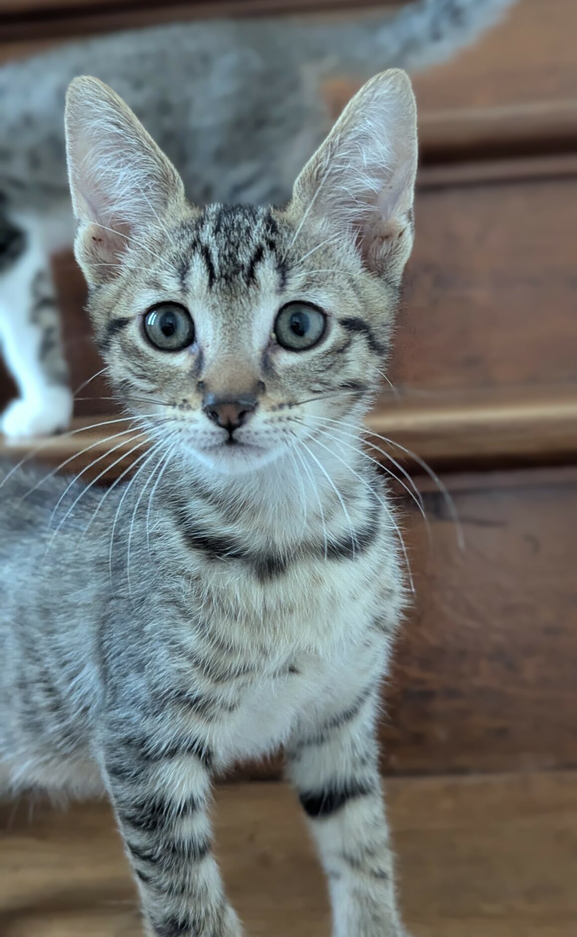 BALIGNON – chaton