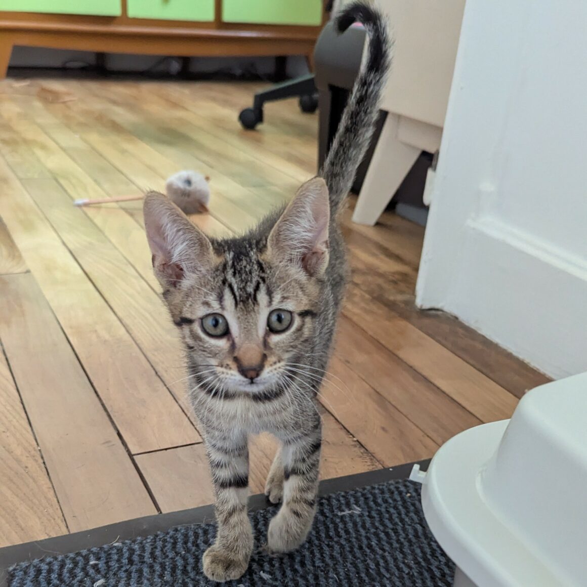 BALIGNON – chaton adopté