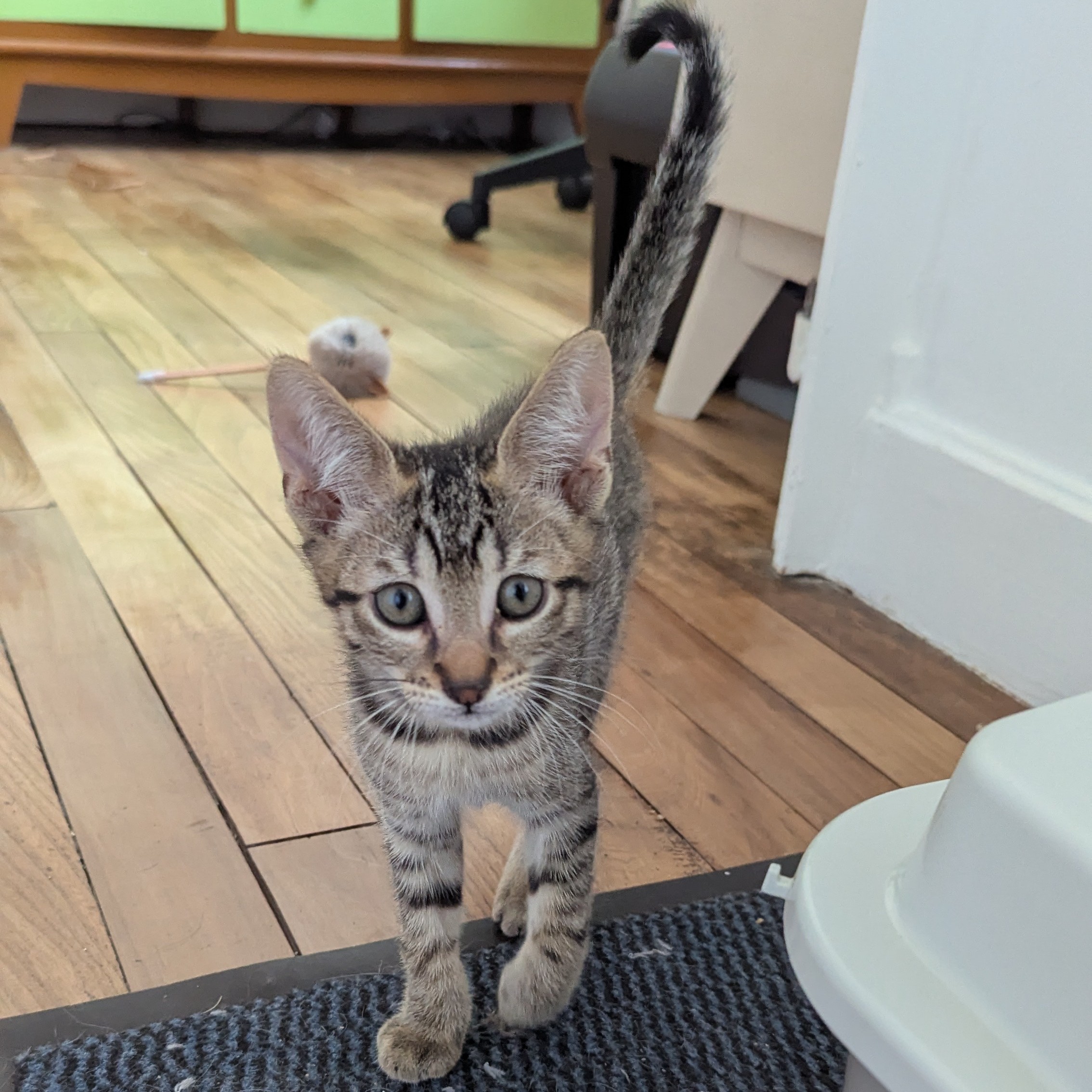 BALIGNON – chaton