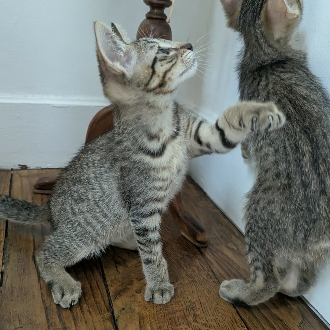 BALIGNON – chaton