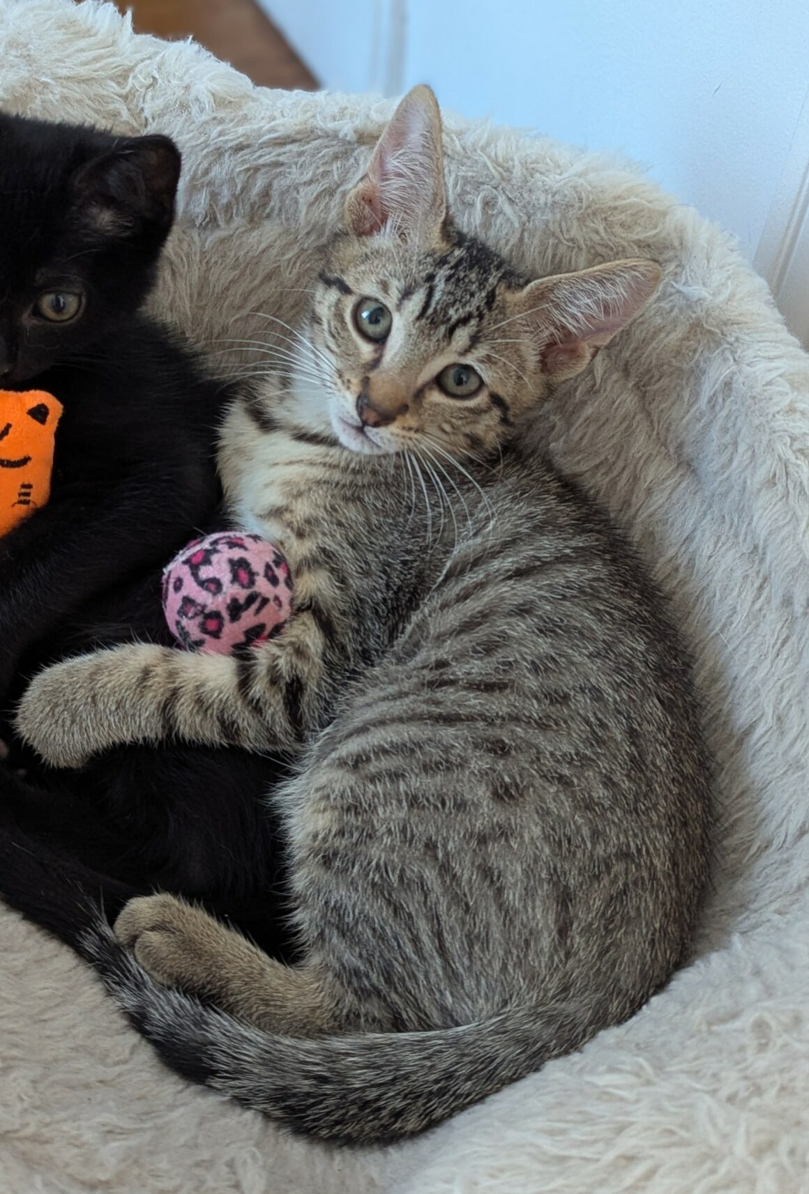 BALIGNON – chaton