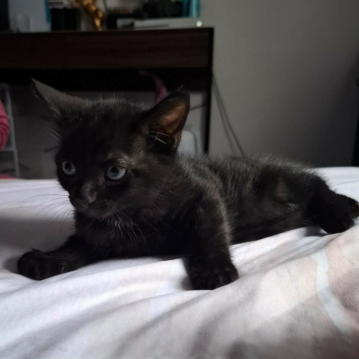 BALOO – chaton réservé