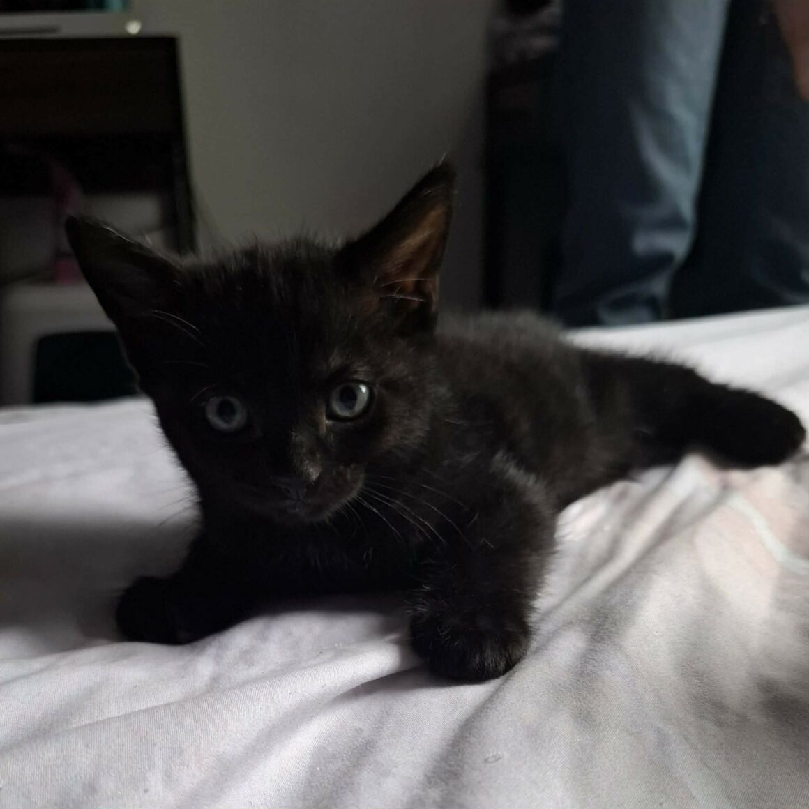 BALOO – chaton réservé