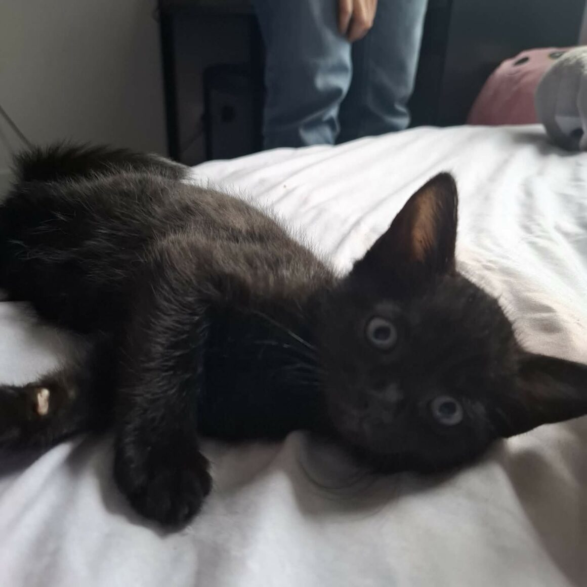BALOO – chaton réservé