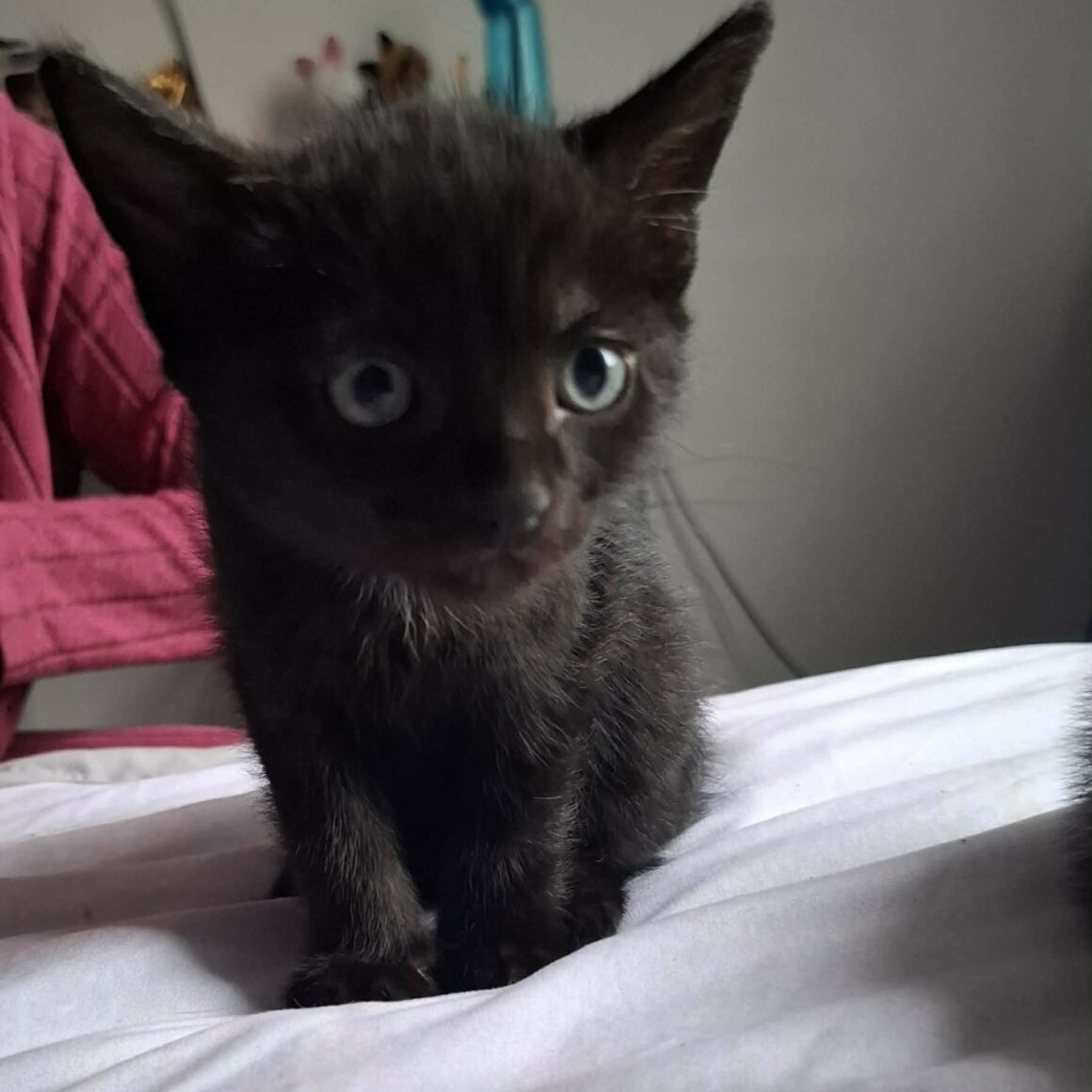 BALOO – chaton réservé