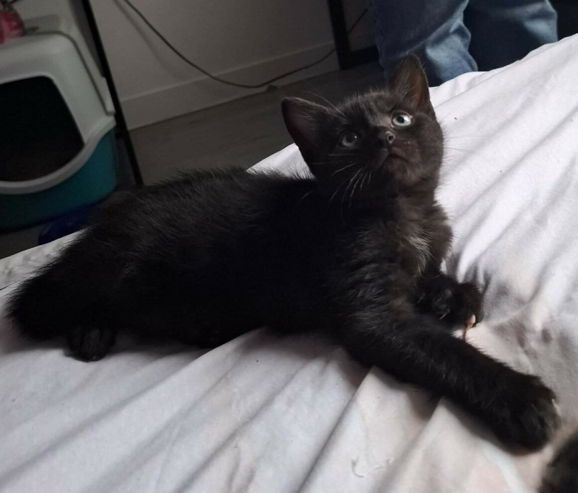 BALOO – chaton réservé