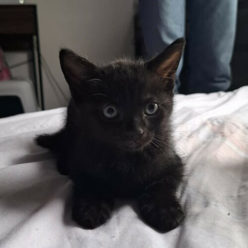 BALOO – chaton réservé