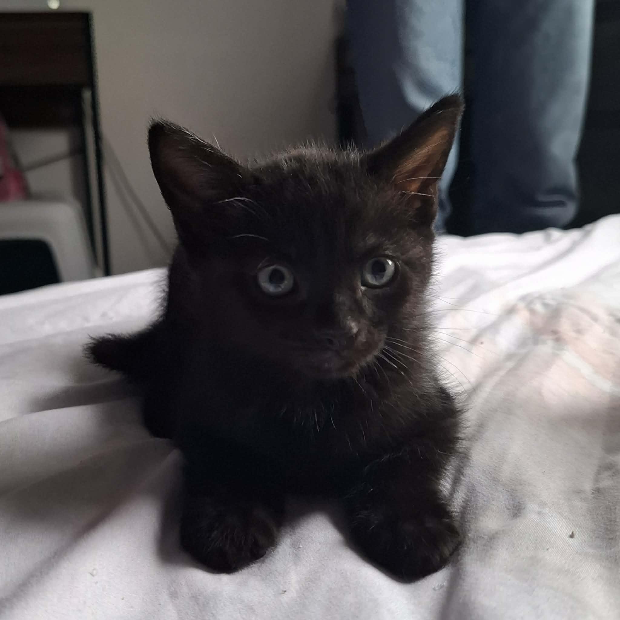 BALOO – chaton réservé